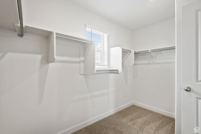 walk in closet featuring carpet flooring