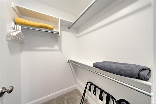 walk in closet featuring carpet