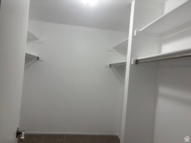 walk in closet with carpet floors