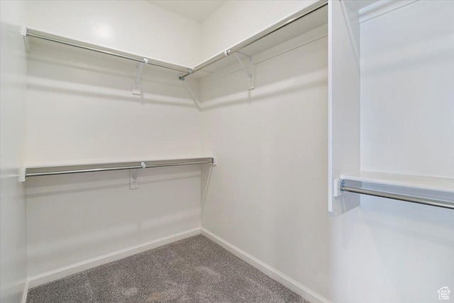 walk in closet featuring carpet flooring