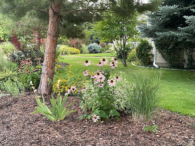 243 Eastridge E, Logan, UT 84321 - view of yard
