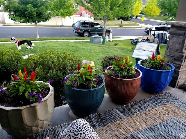 80 Pheasant, Elk Ridge, UT 84651 - view of green lawn