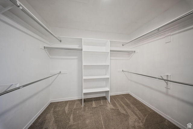 spacious closet featuring carpet flooring