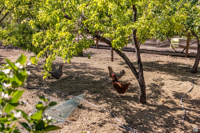view of yard featuring a vegetable garden