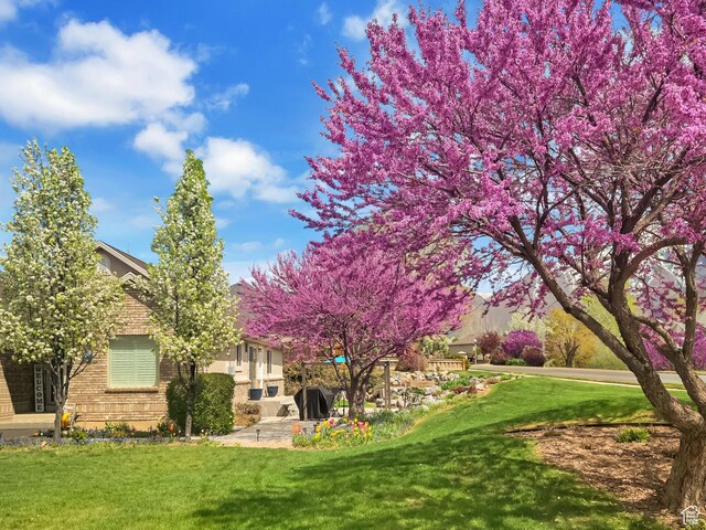 view of yard featuring a patio area