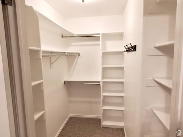 spacious closet featuring carpet