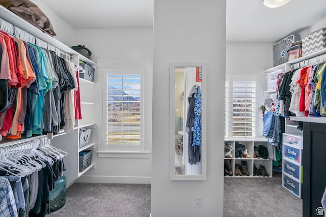 walk in closet featuring carpet floors