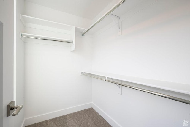walk in closet featuring carpet flooring