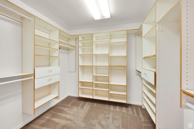 spacious closet featuring carpet floors