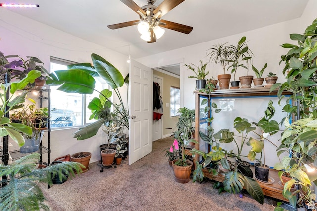 661 E 2735 S, Ogden, UT 84403 - interior space featuring carpet flooring, a ceiling fan, and a wealth of natural light