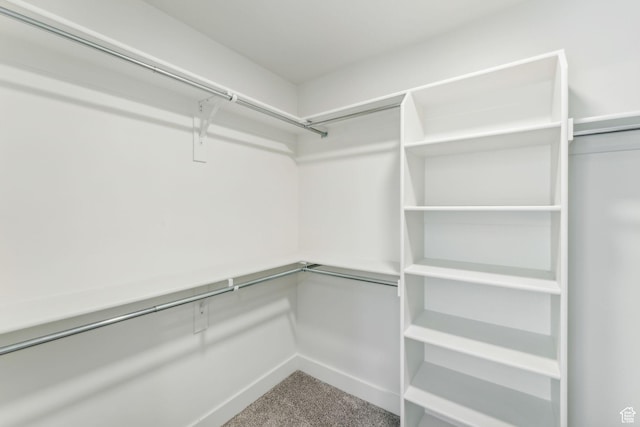 spacious closet featuring carpet floors