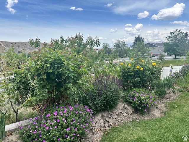 2685 E White Birch Dr, Eagle Mountain, UT 84005 - view of yard
