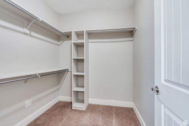 spacious closet featuring carpet flooring