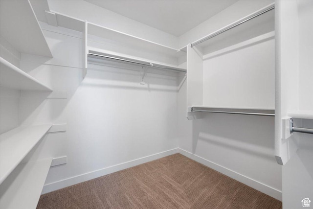 walk in closet featuring carpet floors