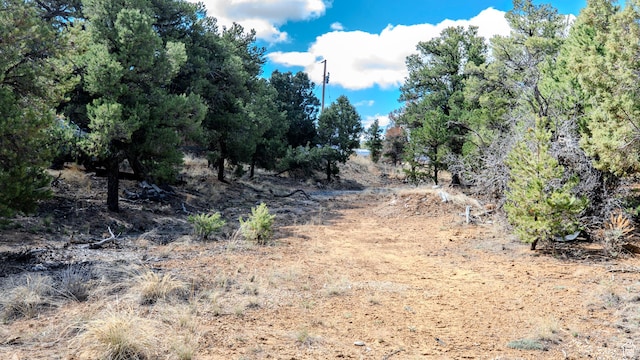 view of local wilderness
