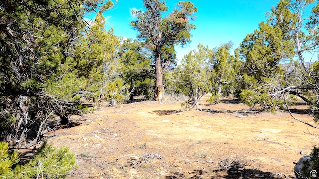 view of local wilderness