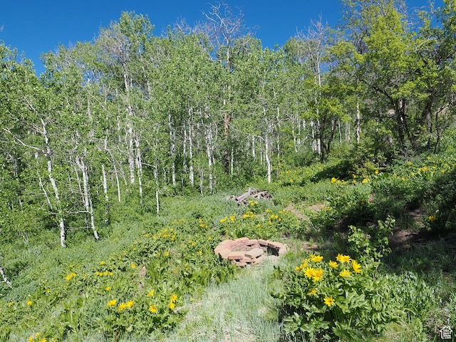 view of local wilderness