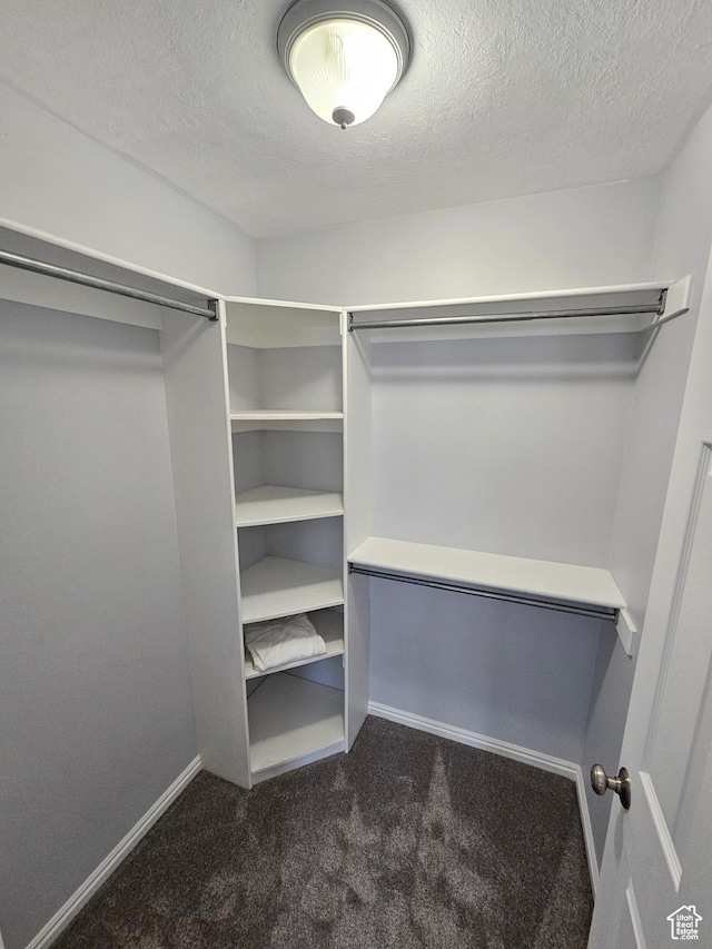 walk in closet with carpet floors