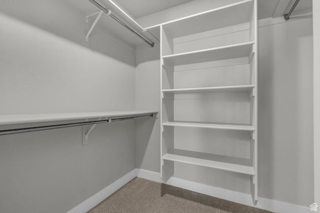 walk in closet featuring carpet flooring