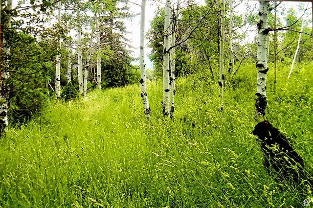 4482 S Aspen Hollow Rd, Woodland, UT 84036