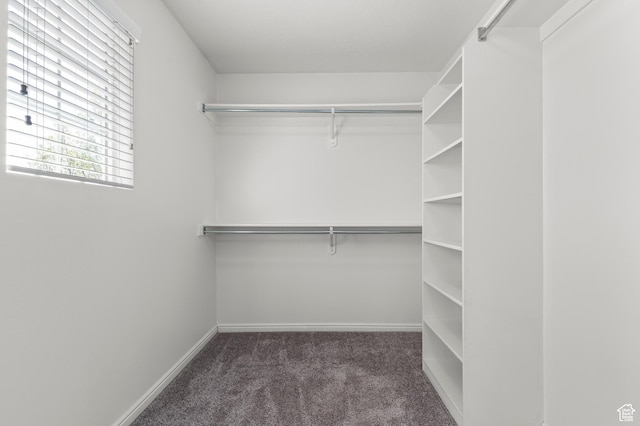 walk in closet featuring carpet floors