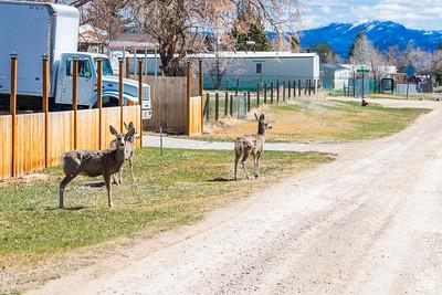 48 E 2nd N, Manila, UT 84046 - surrounding community with fence and a mountain view