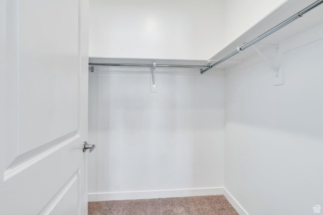 spacious closet featuring carpet