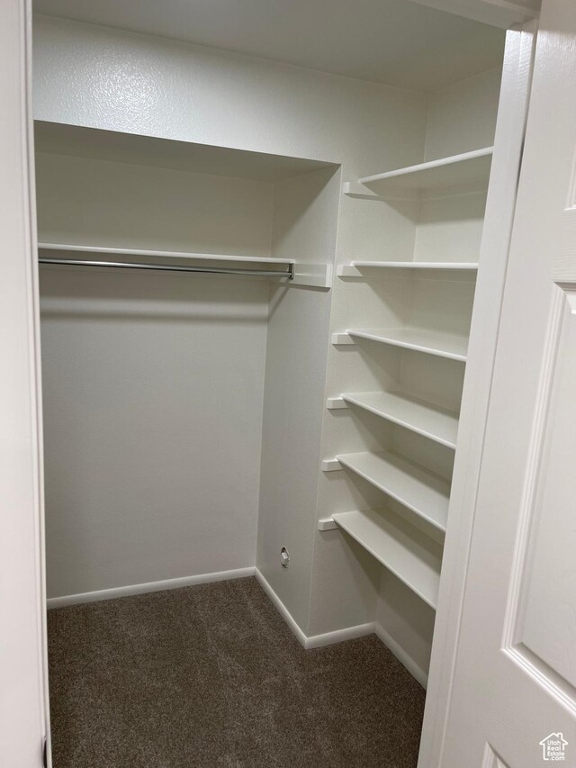 walk in closet featuring carpet flooring