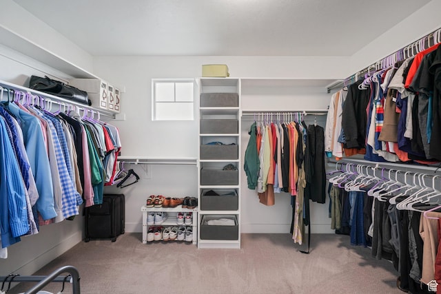 spacious closet featuring carpet