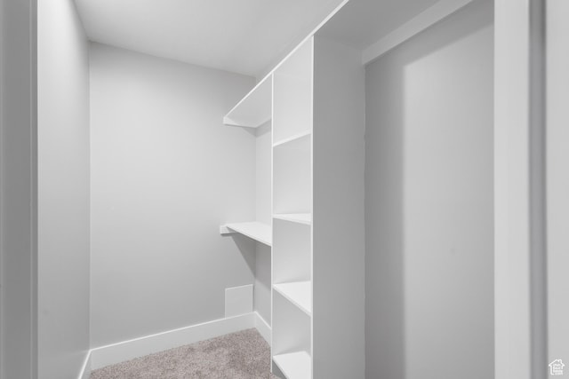 walk in closet with carpet flooring