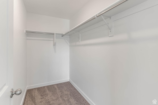 walk in closet with carpet floors