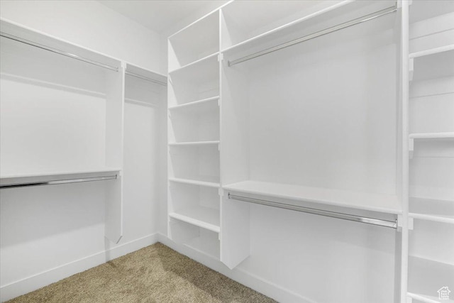 spacious closet featuring carpet flooring