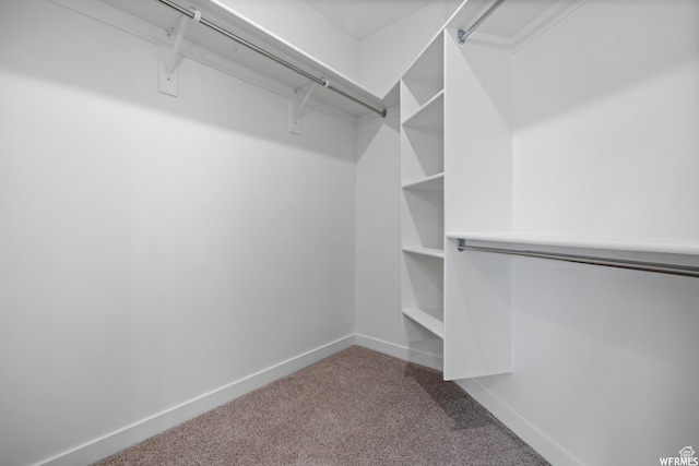 walk in closet featuring carpet floors