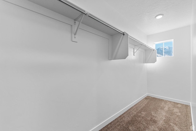walk in closet with carpet flooring