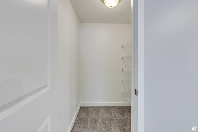walk in closet with carpet floors