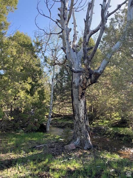 Pine Valley, Ut, UT 84781 - photo 31