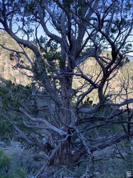 Pine Valley, Ut, UT 84781 - photo 25