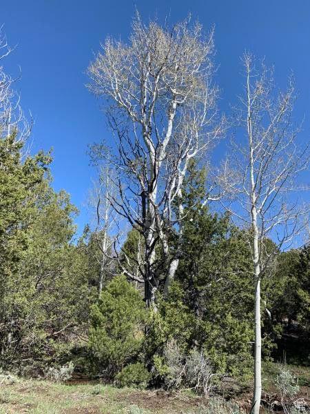 Pine Valley, Ut, UT 84781 - photo 52