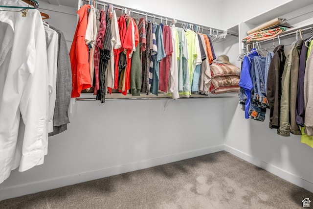 spacious closet featuring carpet