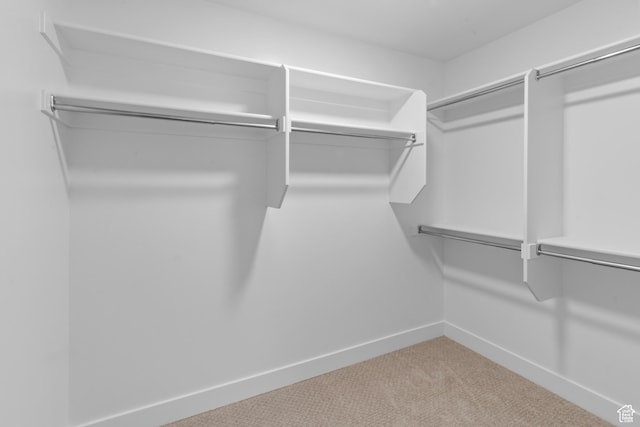 spacious closet featuring carpet floors