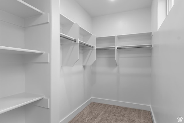 walk in closet with carpet flooring