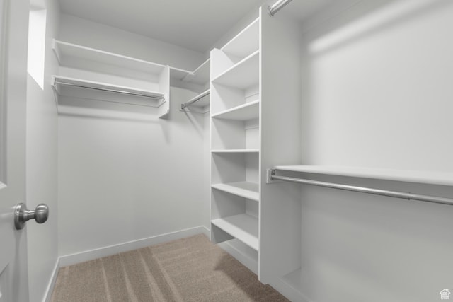 walk in closet featuring carpet