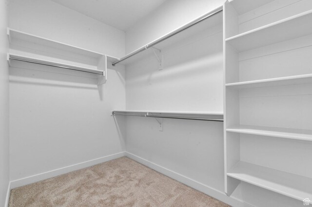 walk in closet with carpet floors