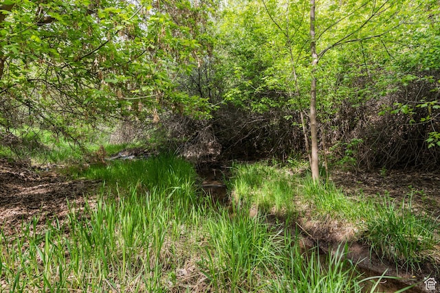 view of local wilderness