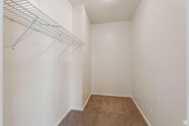 spacious closet featuring carpet floors