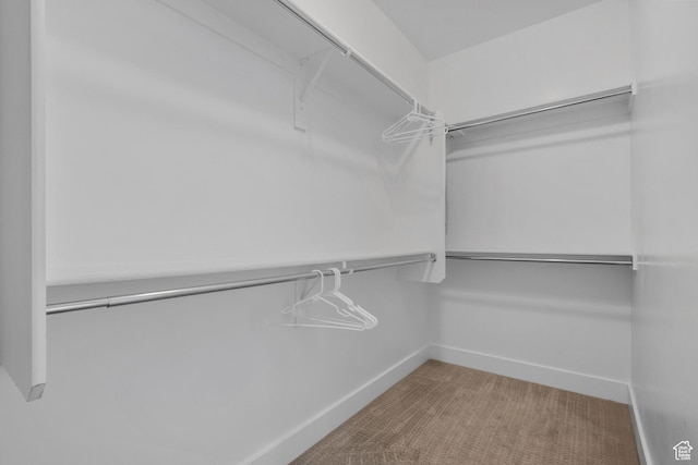 walk in closet featuring carpet flooring