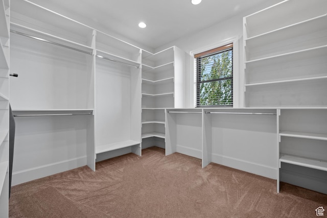 spacious closet with carpet flooring
