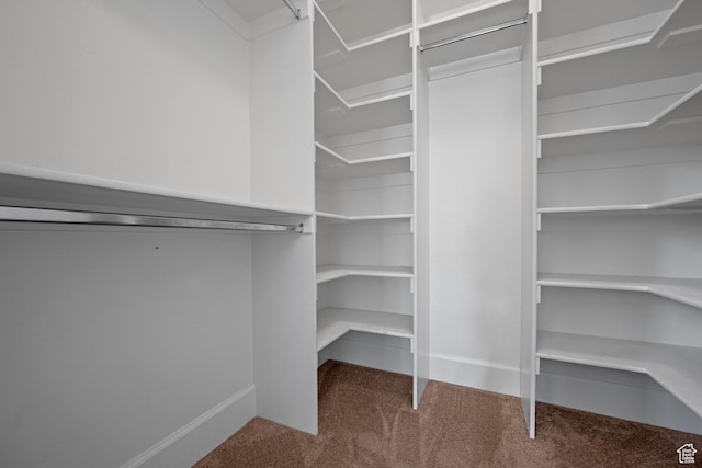 walk in closet with carpet floors
