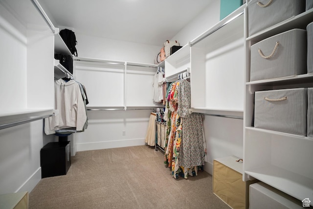 spacious closet featuring carpet