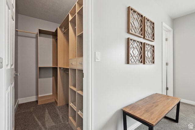 walk in closet featuring carpet flooring